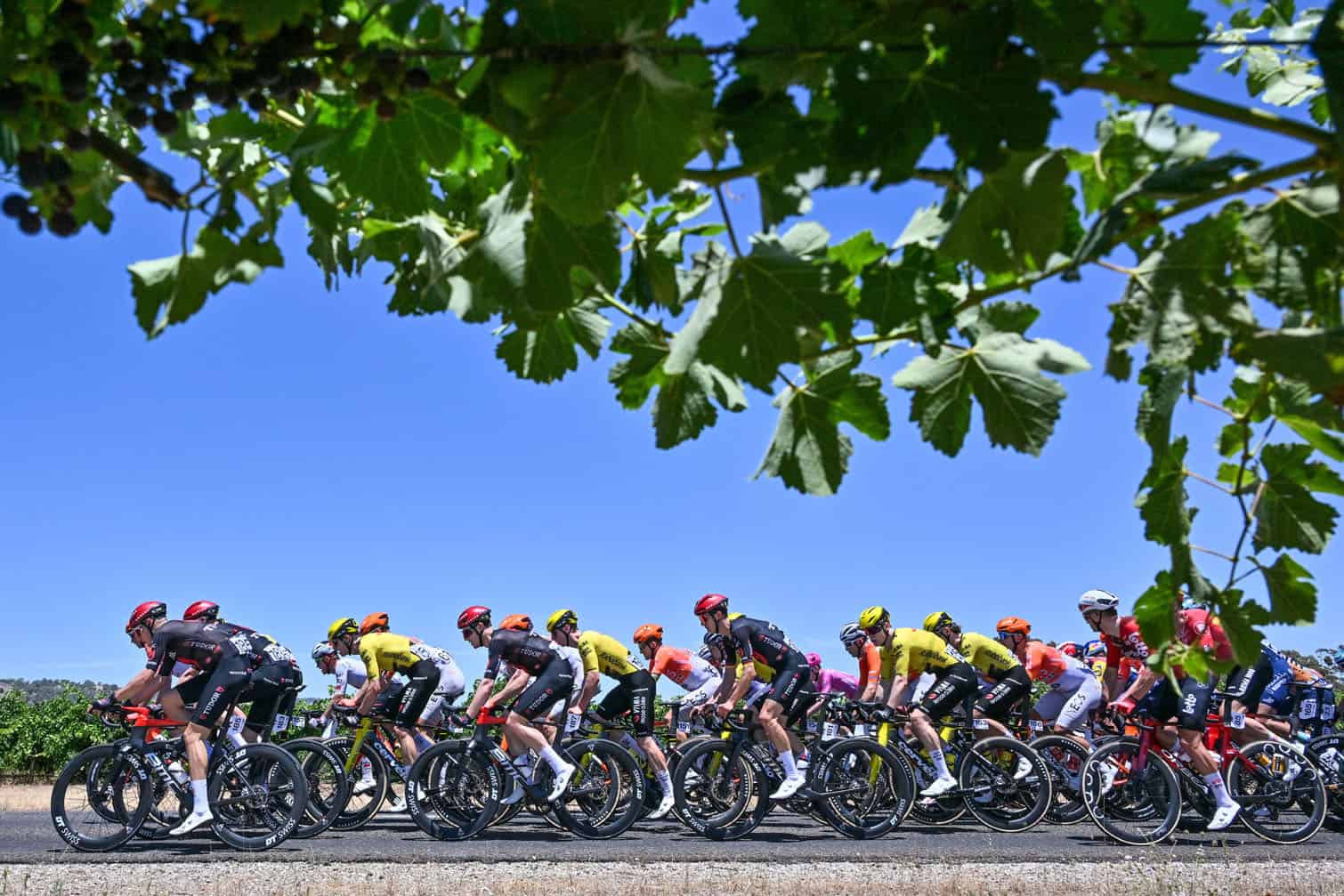The peloton rides through the Barossa Valley