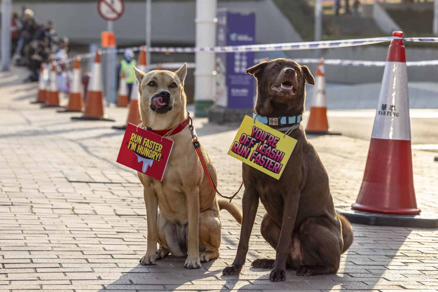 Two dogs wear signs around their necks