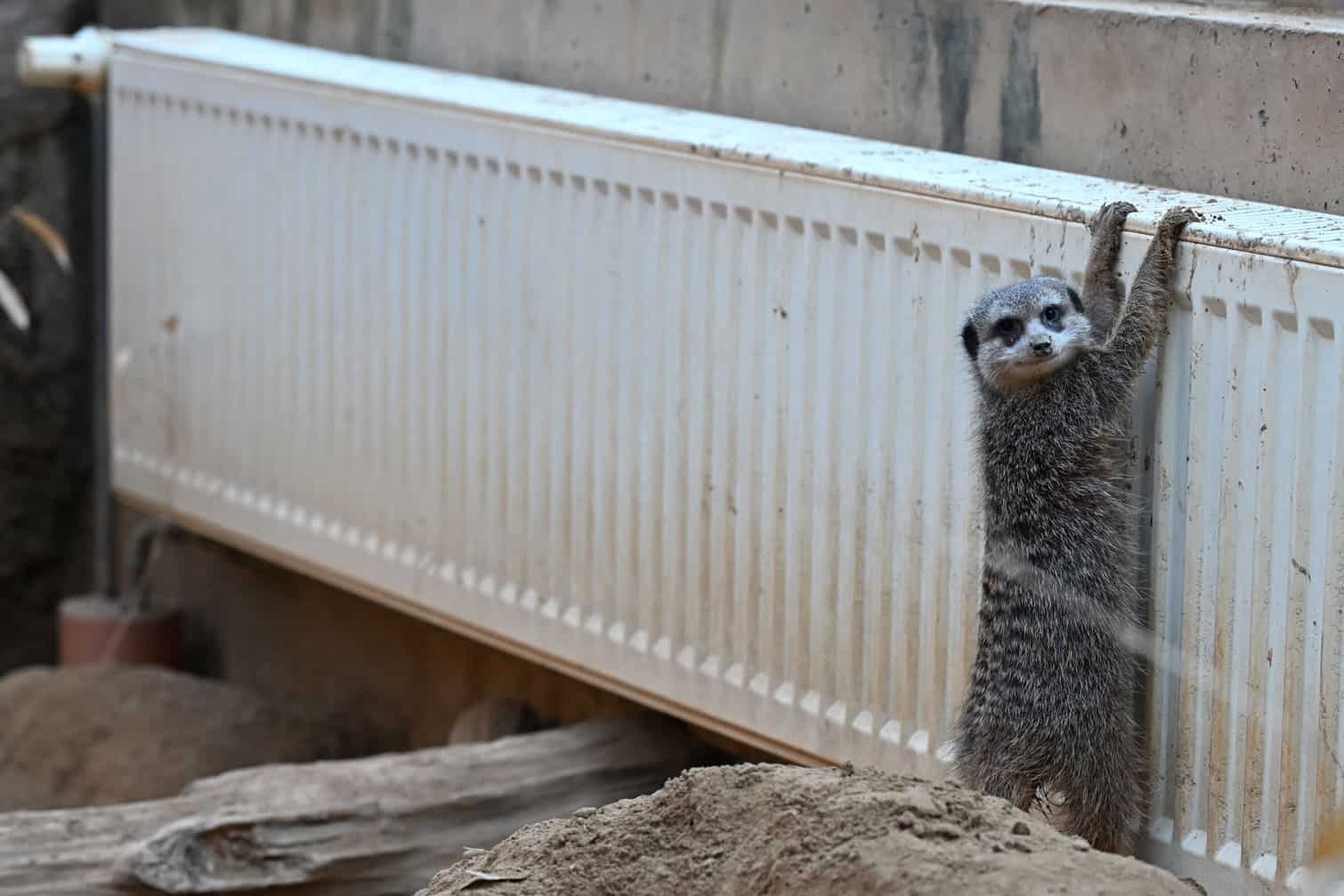 Winter weather at Frankfurt Zoo