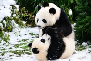 Panda bears play next to a Christmas tree