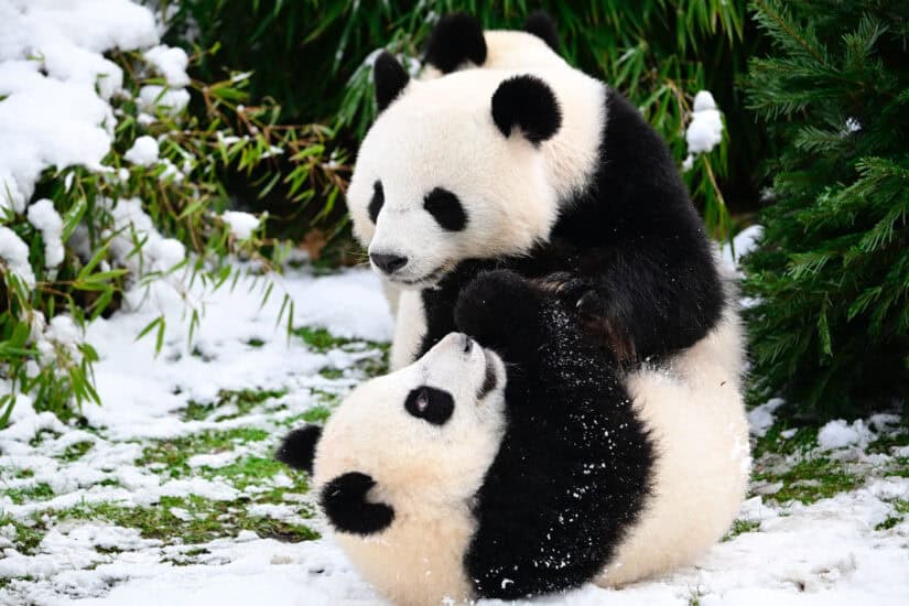 Panda bears play next to a Christmas tree
