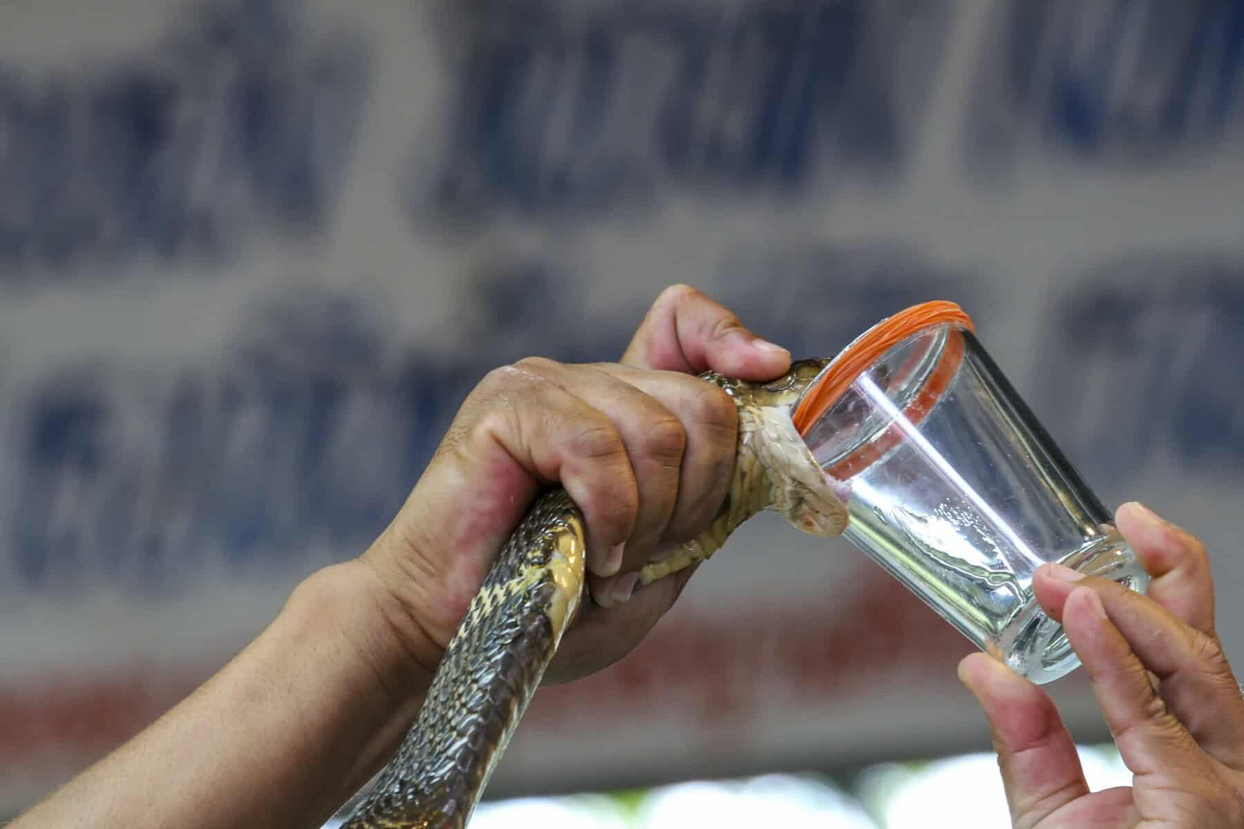 Milking snake venom for anti-venom production is an alternative career choice. Picture iStock