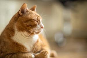 Forget Turkish delight, cats rule Istanbul