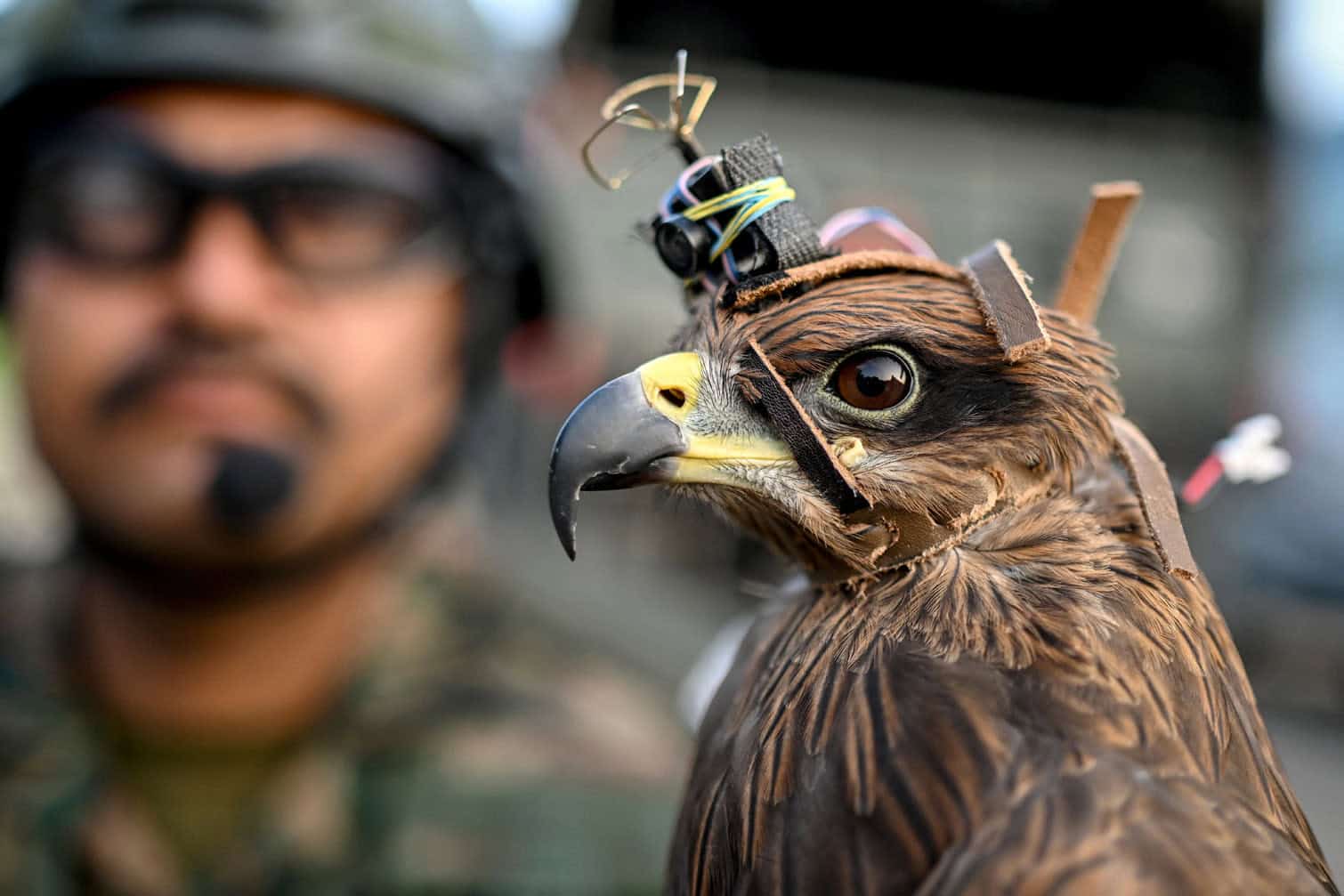 Indian Army's Remount Veterinary Corps
