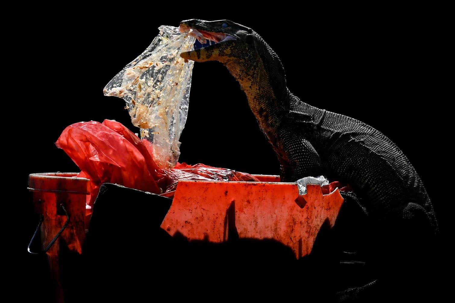 An Asian water monitor eats a piece of plastic in a rubbish bin