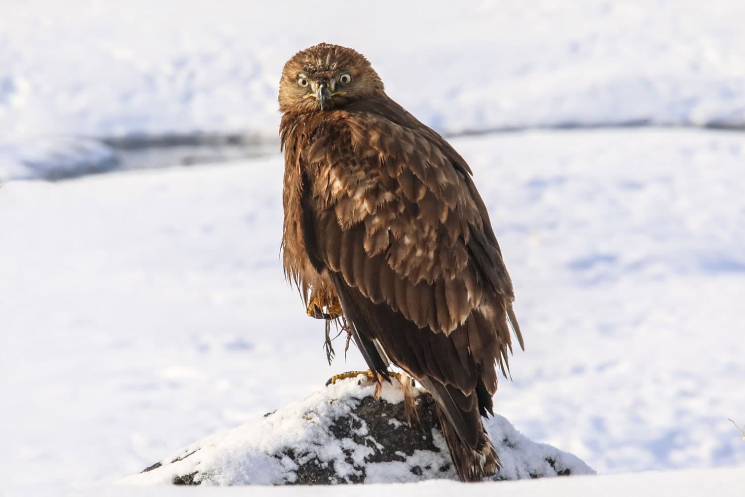 Red kite in Turkiye's Van