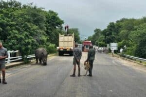 Park rangers approach the rhino carefully.