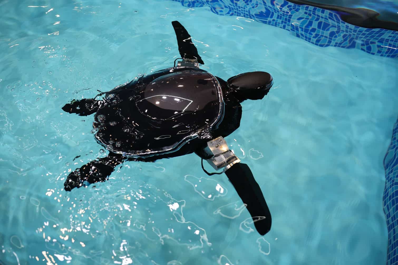 The Beatbot RoboTurtle “Turtini”