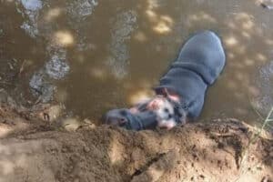 The snared hippo was humanely euthanised by wildlife authorities.