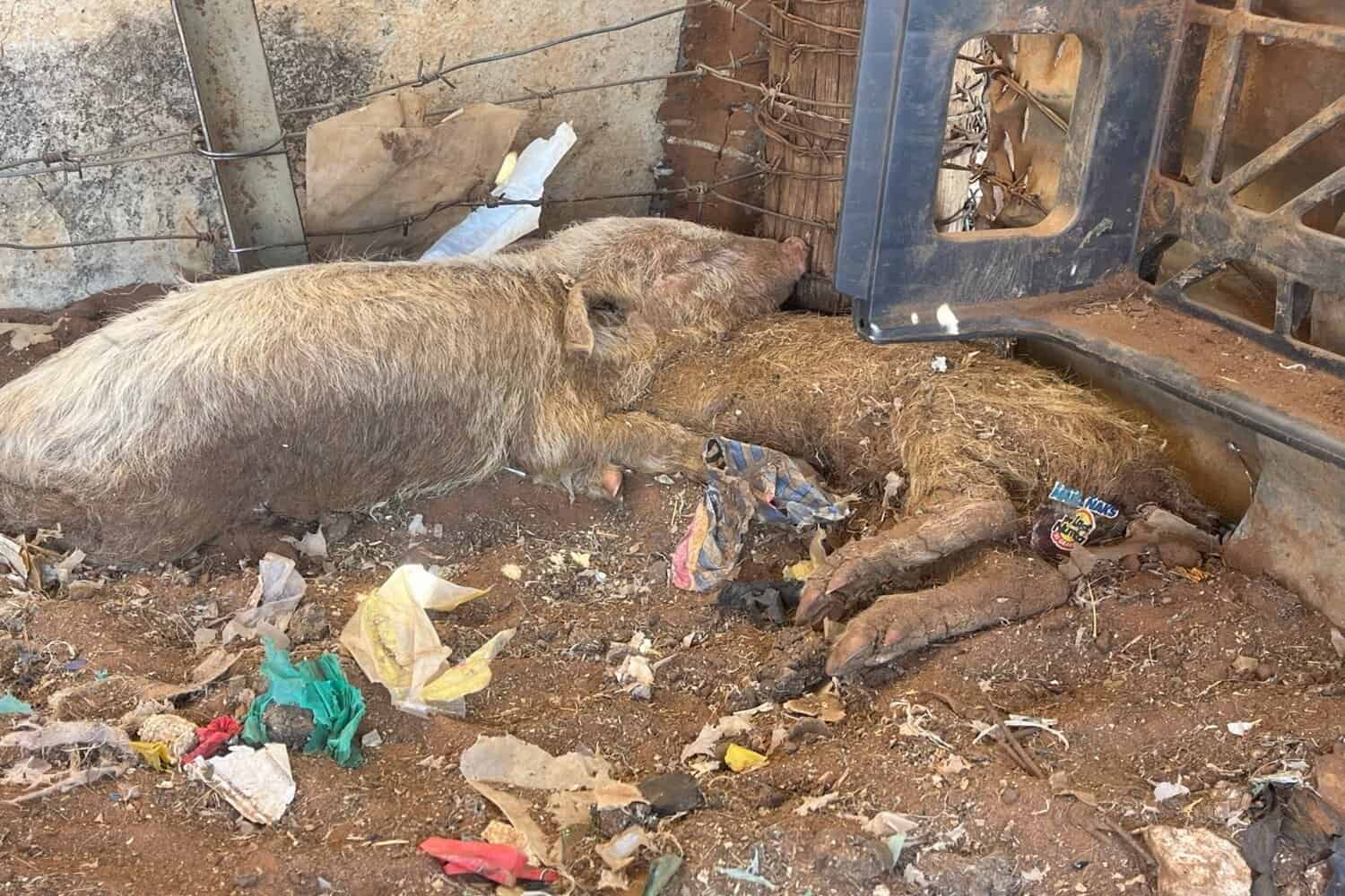 Dealesville farmer guilty of pig animal cruelty