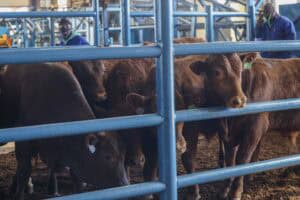 Lack of vaccines fuels foot-and-mouth disease spread beyond SA