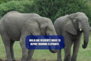 Six elephants escaped from the Kruger Park Wednesday afternoon near Hazyview.