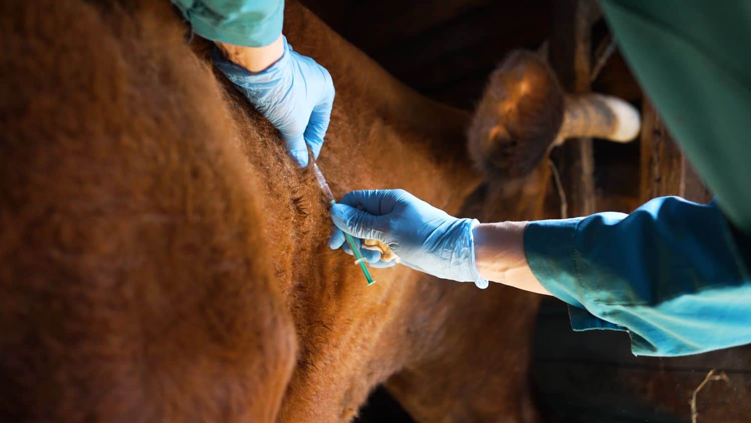 1m cattle disease vaccines land