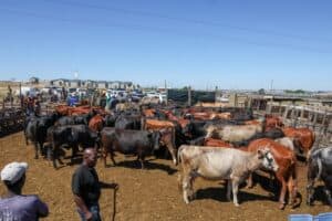 Western Cape moves to secure own vaccines to protect province from FMD