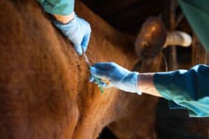 Is vaccination a solution for FMD