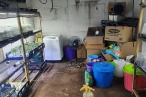 Police uncover dagga lab in Lamontville, KZN, two arrested