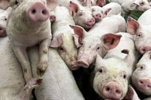 Young piglets are seen at a farm in Zaragoza, Spain, 10 December 2025. Investigations continue at several farms and other spots to find out the origin of the swine fever outbreak in Spain. Picture: EPA/JAVIER BELVER