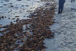Red tide alert: Residents warned not to collect or eat lobster washed up at Elands Bay