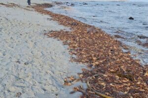 Red Tide affecting fishing communities' livelihoods
