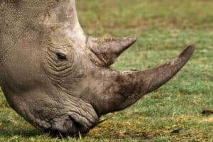 Rhino killers need hefty sentences