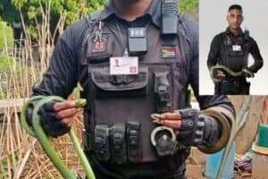 Venomous snakes caught in KZN black mamba boomslang