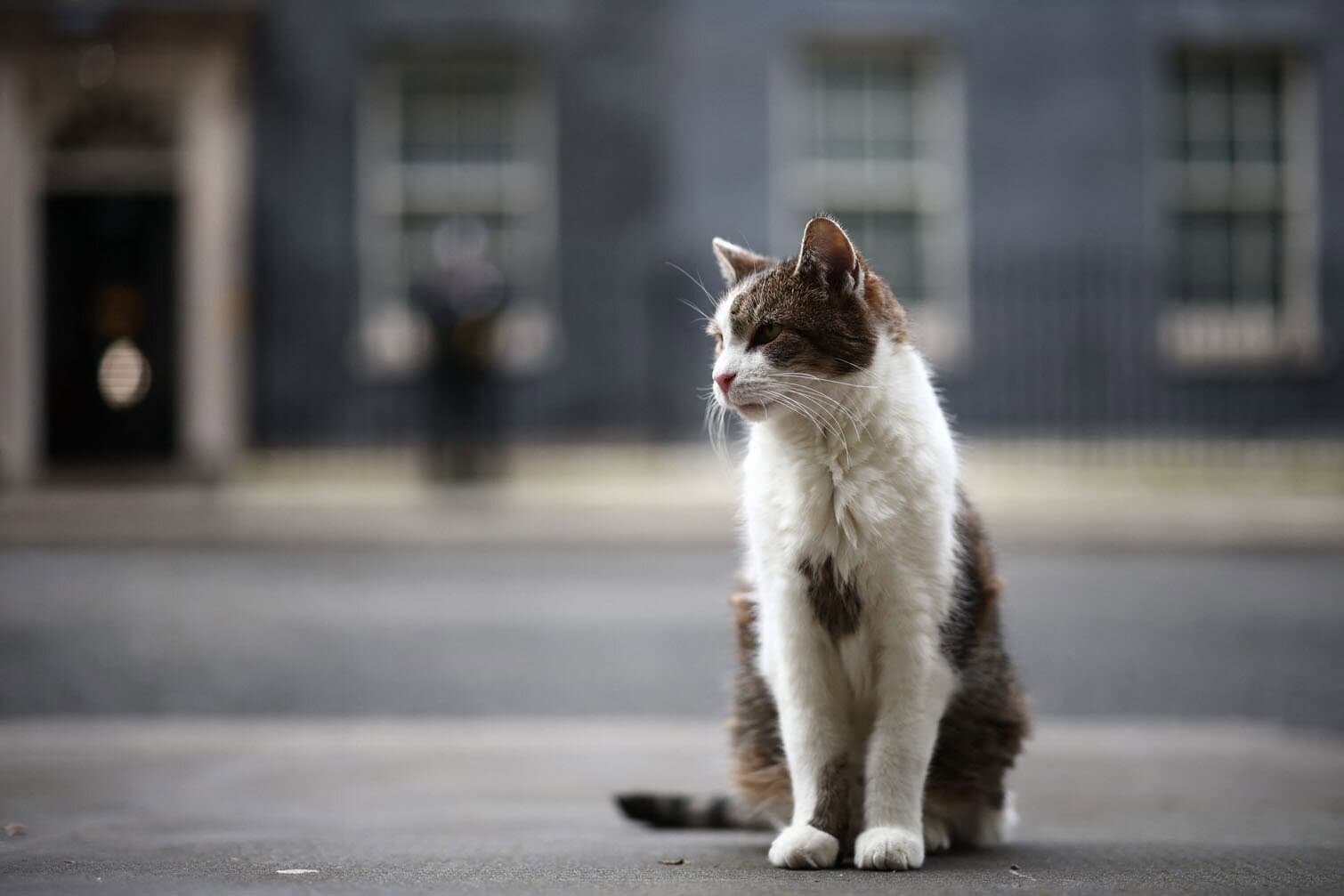 "Larry", the Downing Street cat