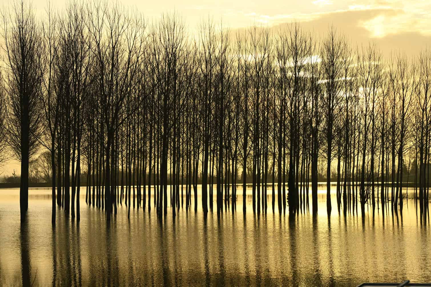trees flooded by the Garonne river in La Reole