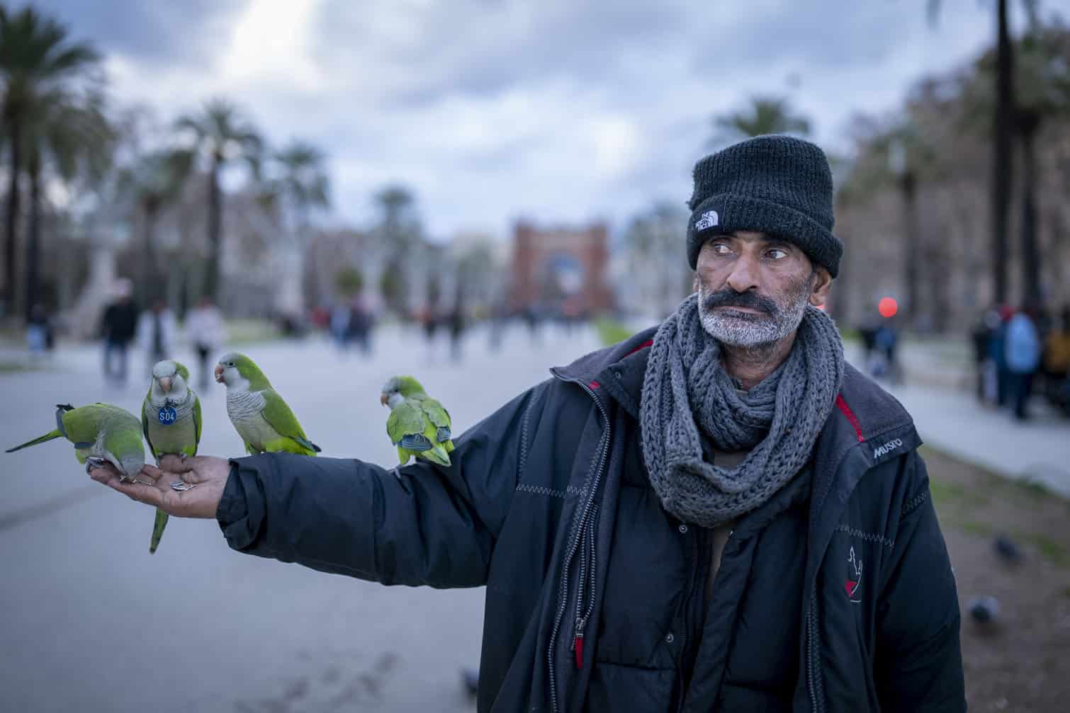 Green parrots have gotten used to humans in Barcelona