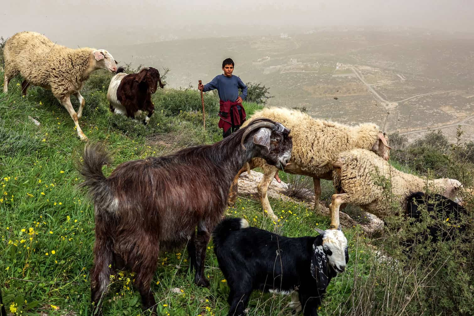 A young shepherd tends his flock