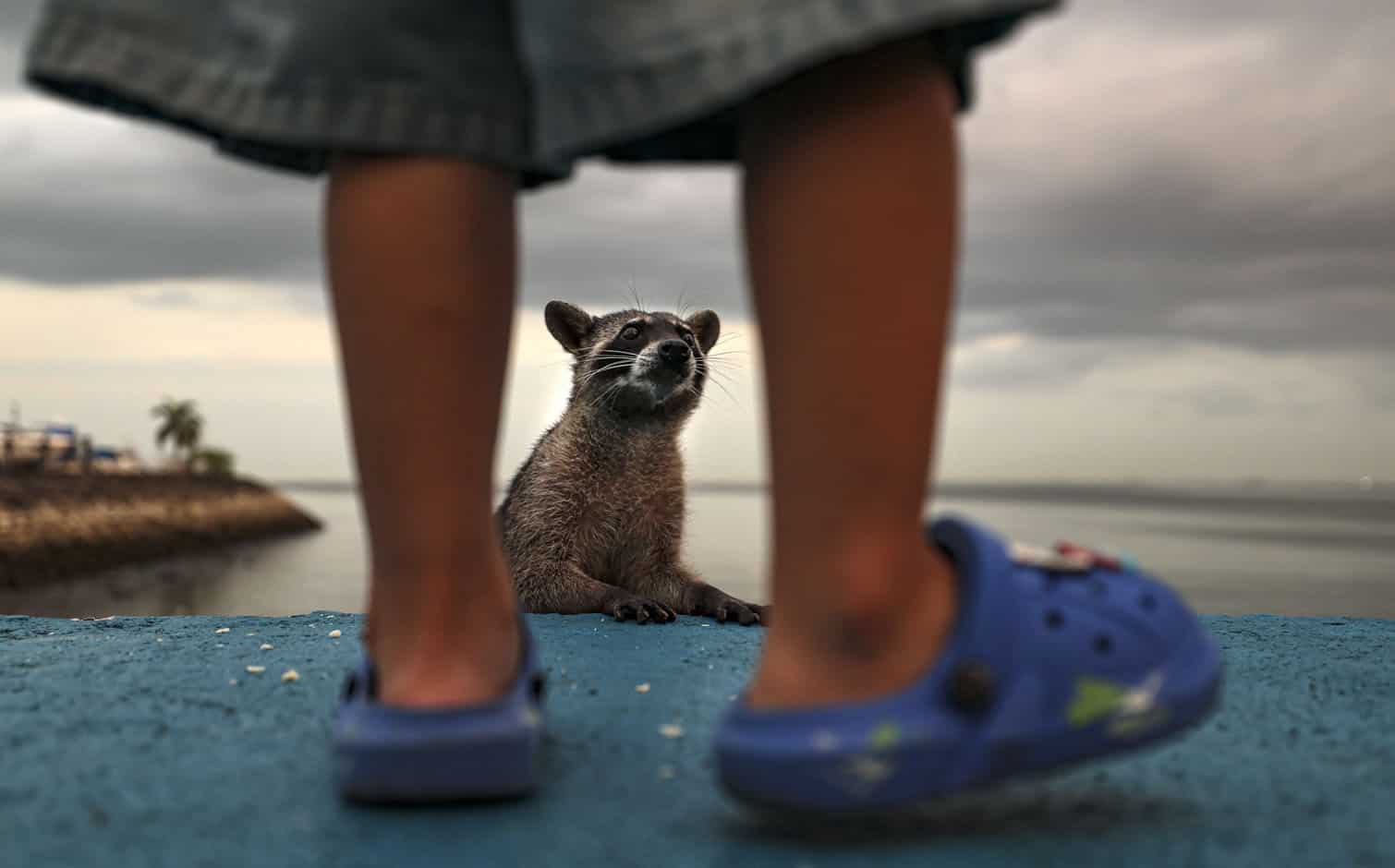A racoon waits for food