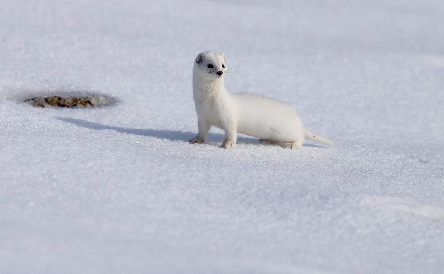 Protected white-coated weasel spotted in snowy Kars