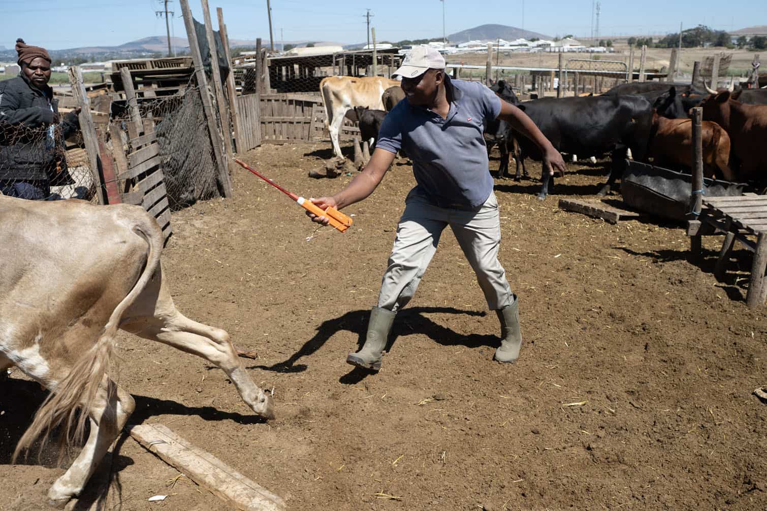 Farmworkers herd cattle