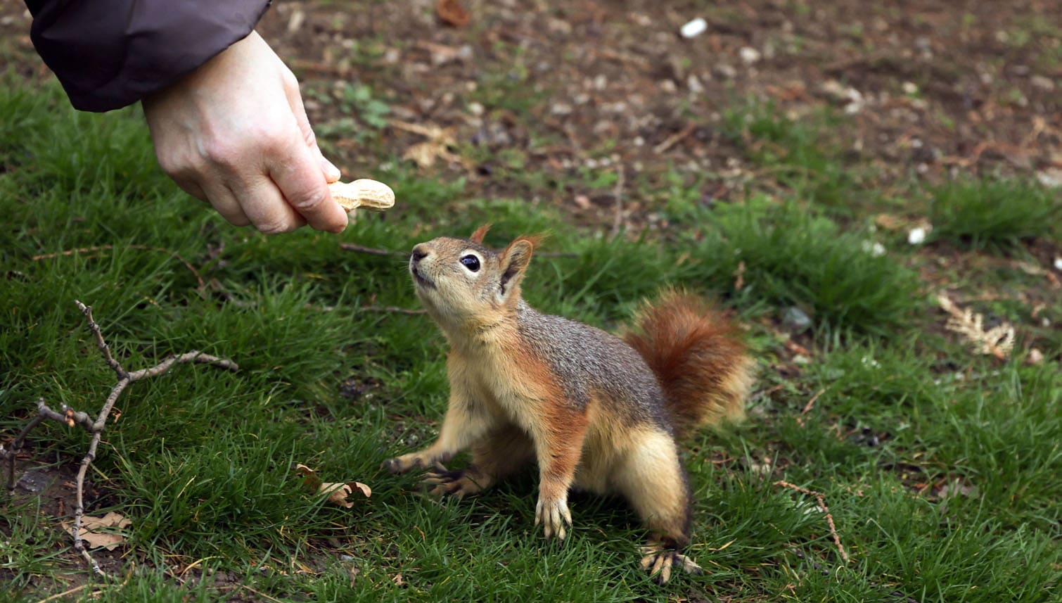 Squirrels forage in Cankayaâs Segmenler Park