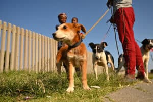 The Thanda Inja (Love Dogs in isiZulu) project