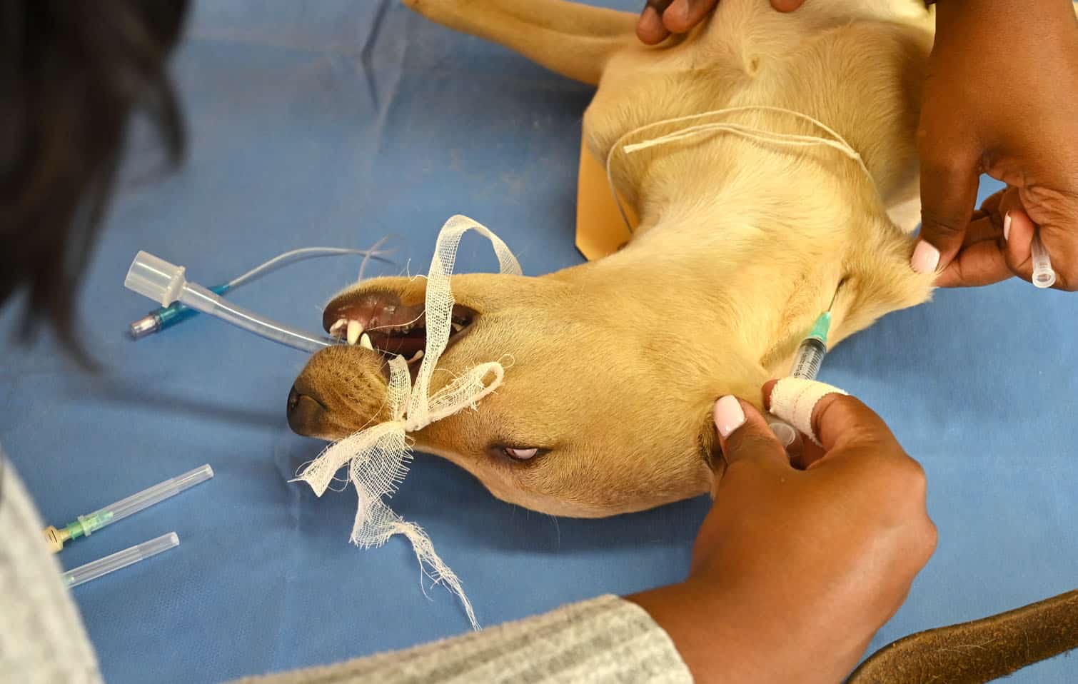 The Thanda Inja (Love Dogs in isiZulu) project