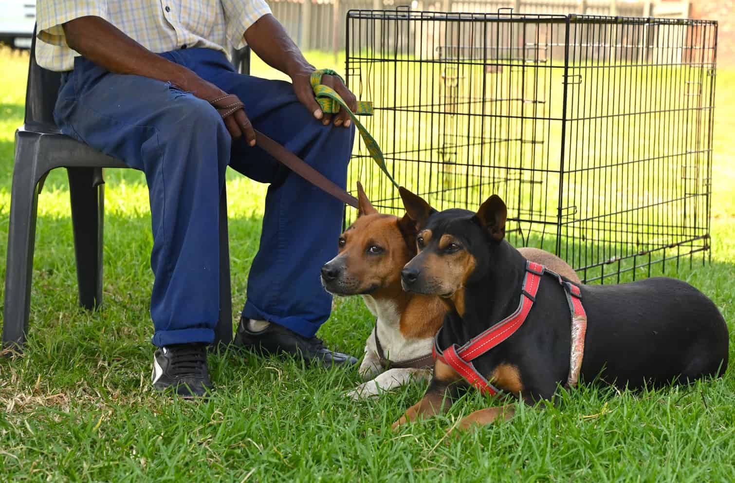 The Thanda Inja (Love Dogs in isiZulu) project