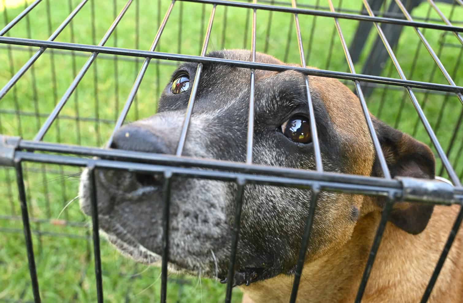 The Thanda Inja (Love Dogs in isiZulu) project