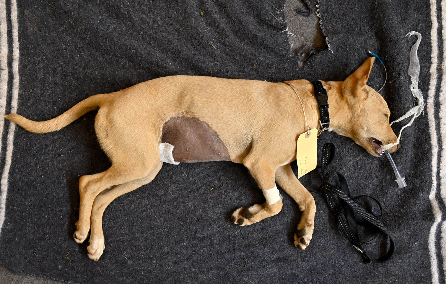 The Thanda Inja (Love Dogs in isiZulu) project