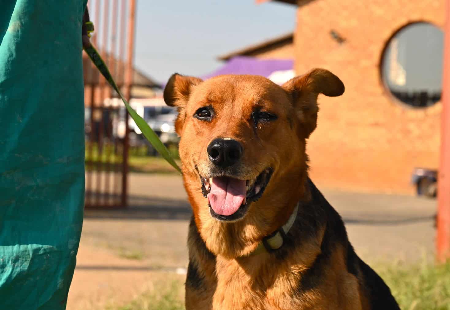 The Thanda Inja (Love Dogs in isiZulu) project