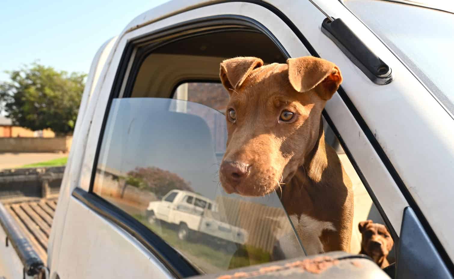 The Thanda Inja (Love Dogs in isiZulu) project