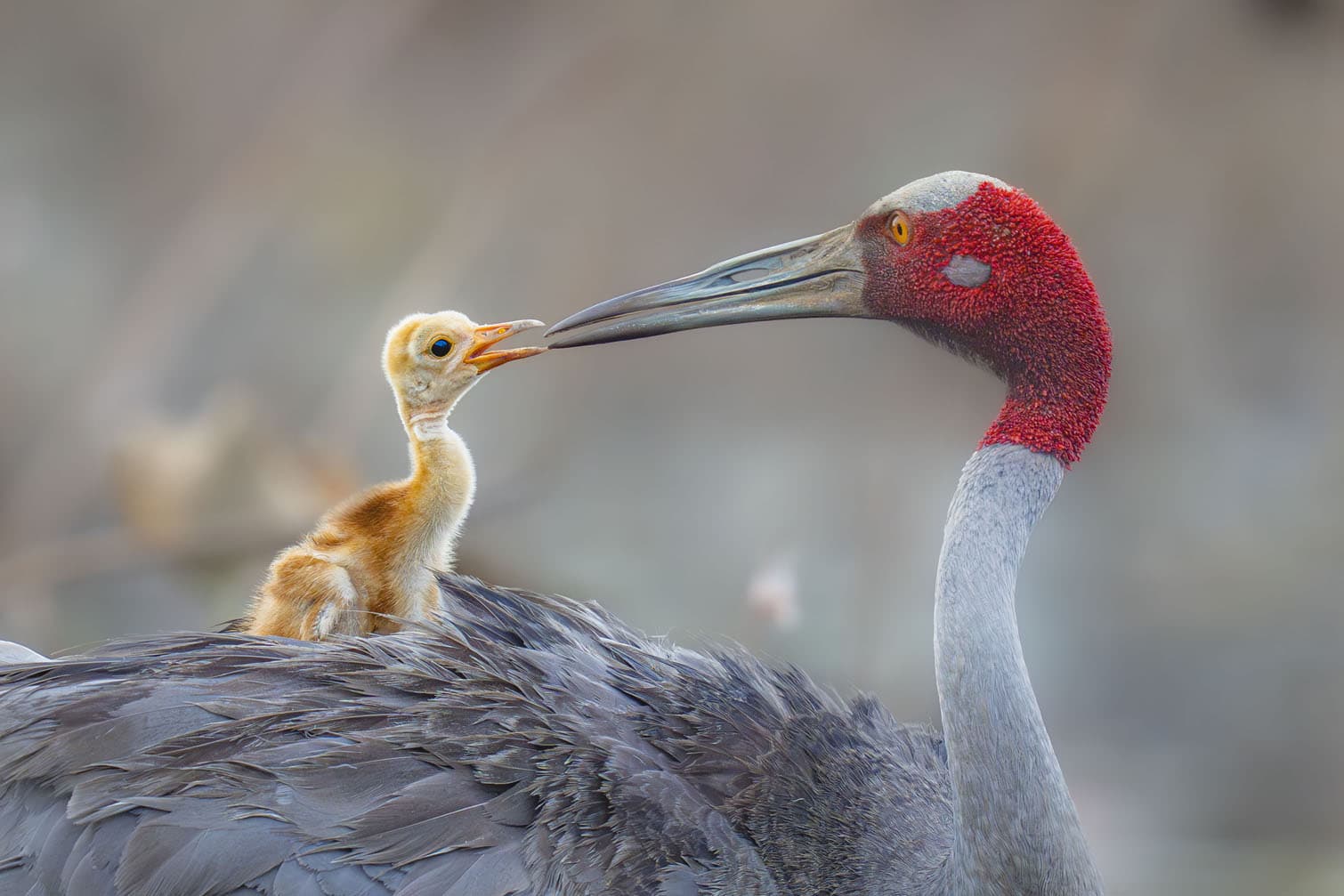 Travel Photographer of the Year competition winners
