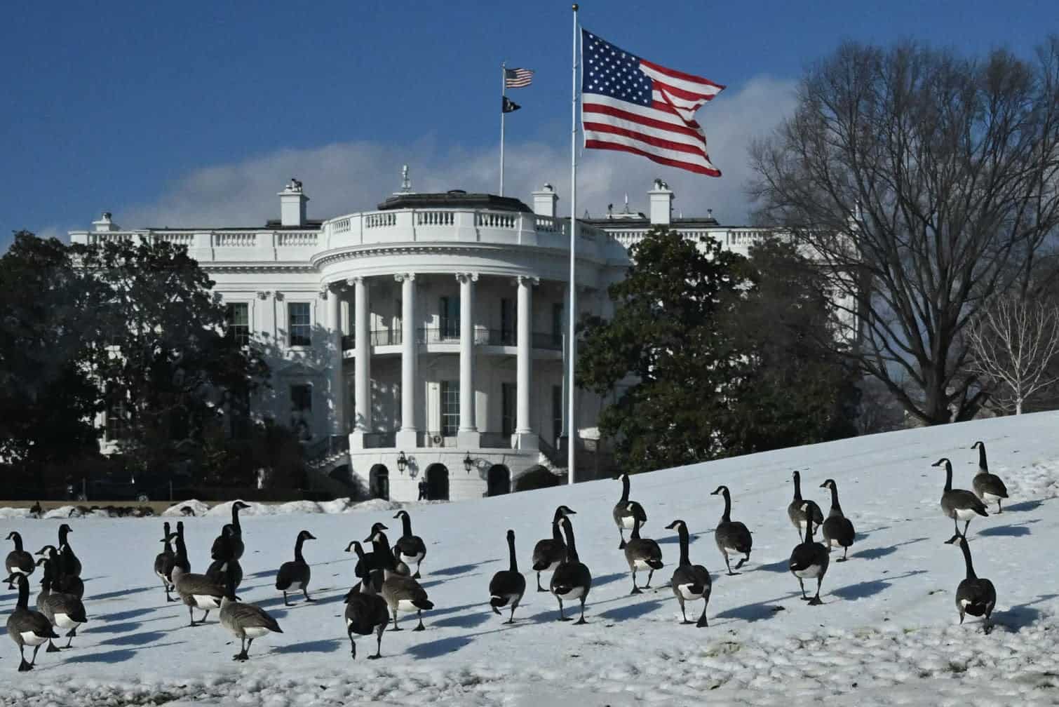 A gaggle of Canadian geese