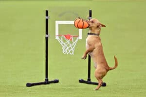 Westminster Kennel Club Dog Show