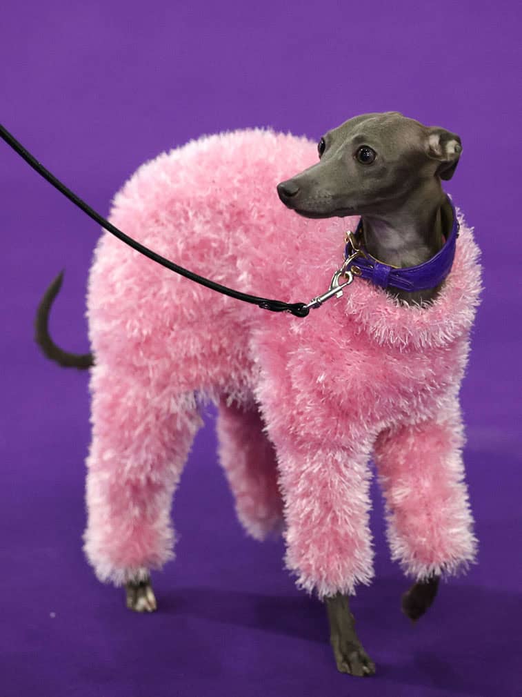 Westminster Kennel Club Dog Show