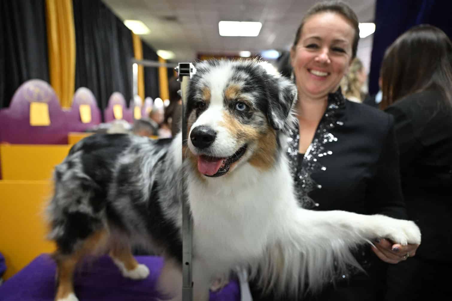 Westminster Kennel Club Dog Show