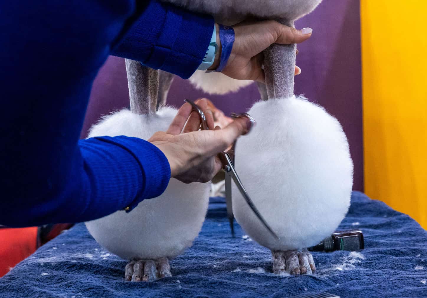 Westminster Kennel Club Dog Show