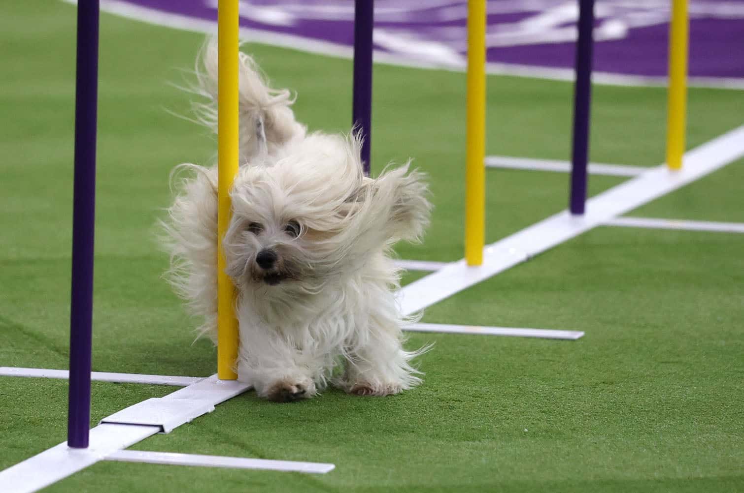 Westminster Kennel Club Dog Show