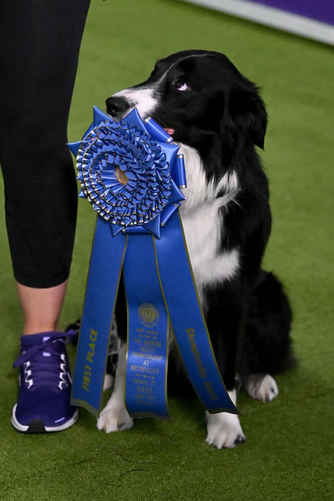 Westminster Kennel Club Dog Show