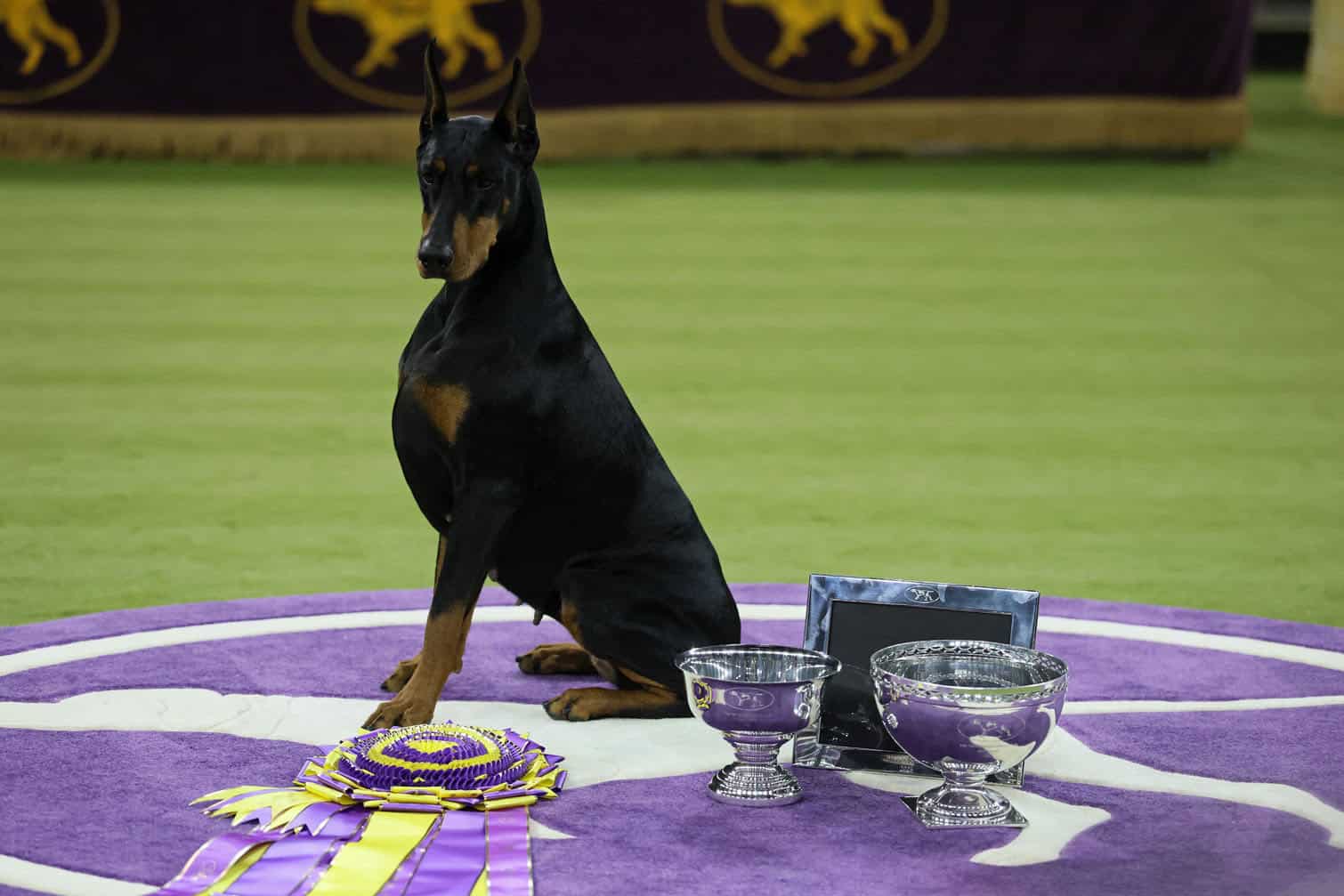 Westminster Kennel Club Dog Show
