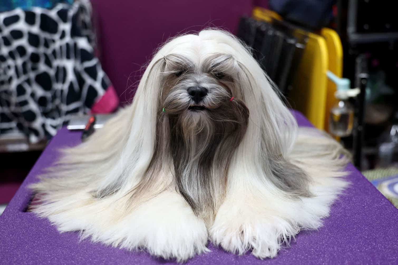 Westminster Kennel Club Dog Show